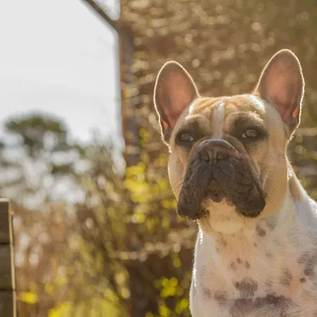 Апартаменты Ferienhus 01 Mit Gratis Nutzung Vom Ahoi Erlebnisbad Und Sauna In Sellin Бабе